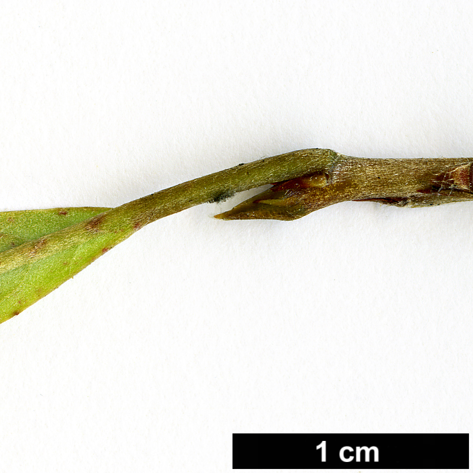 High resolution image: Family: Elaeocarpaceae - Genus: Elaeocarpus - Taxon: dentatus